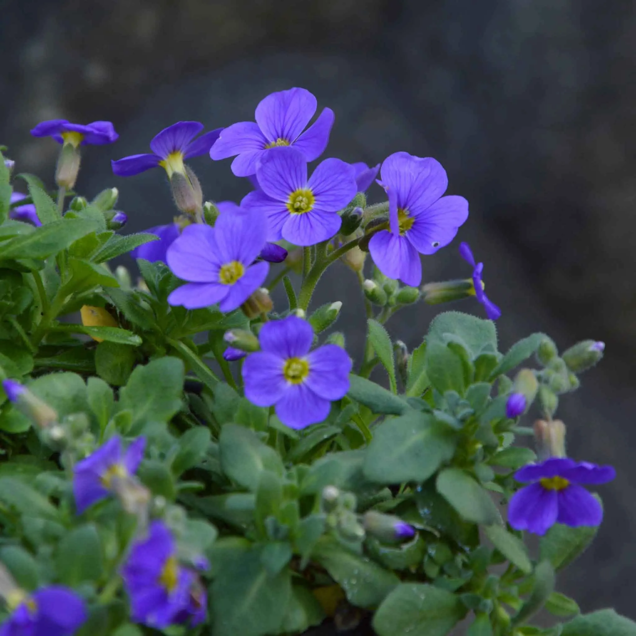 Aubrieta Plant 'Audrey Sky Blue'